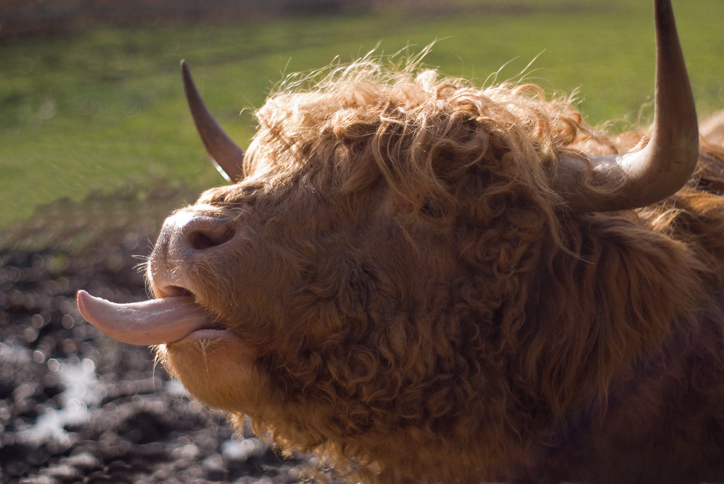 A cow sticking out its tongue
