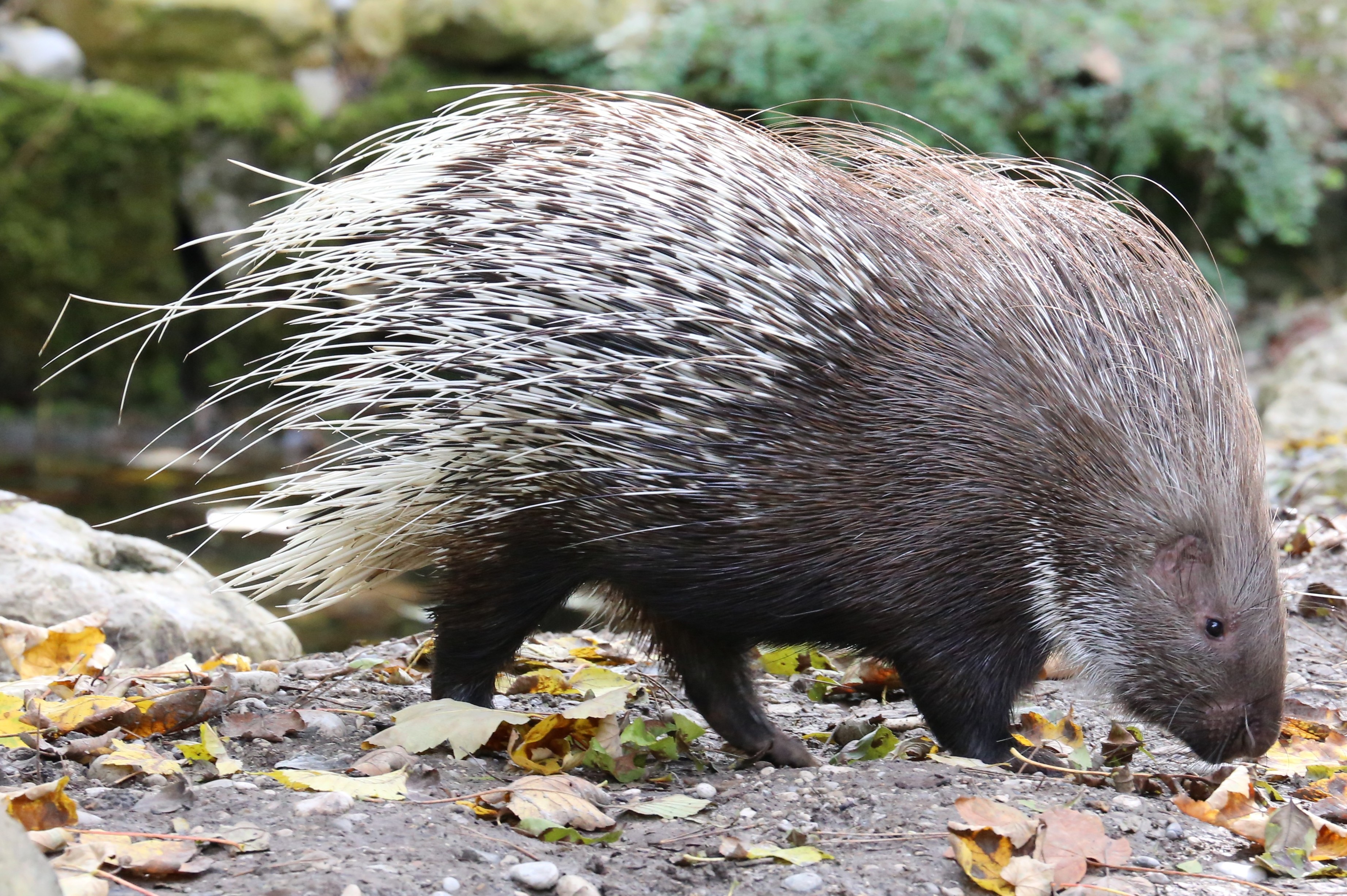 A cute porcupine with its quills raised.