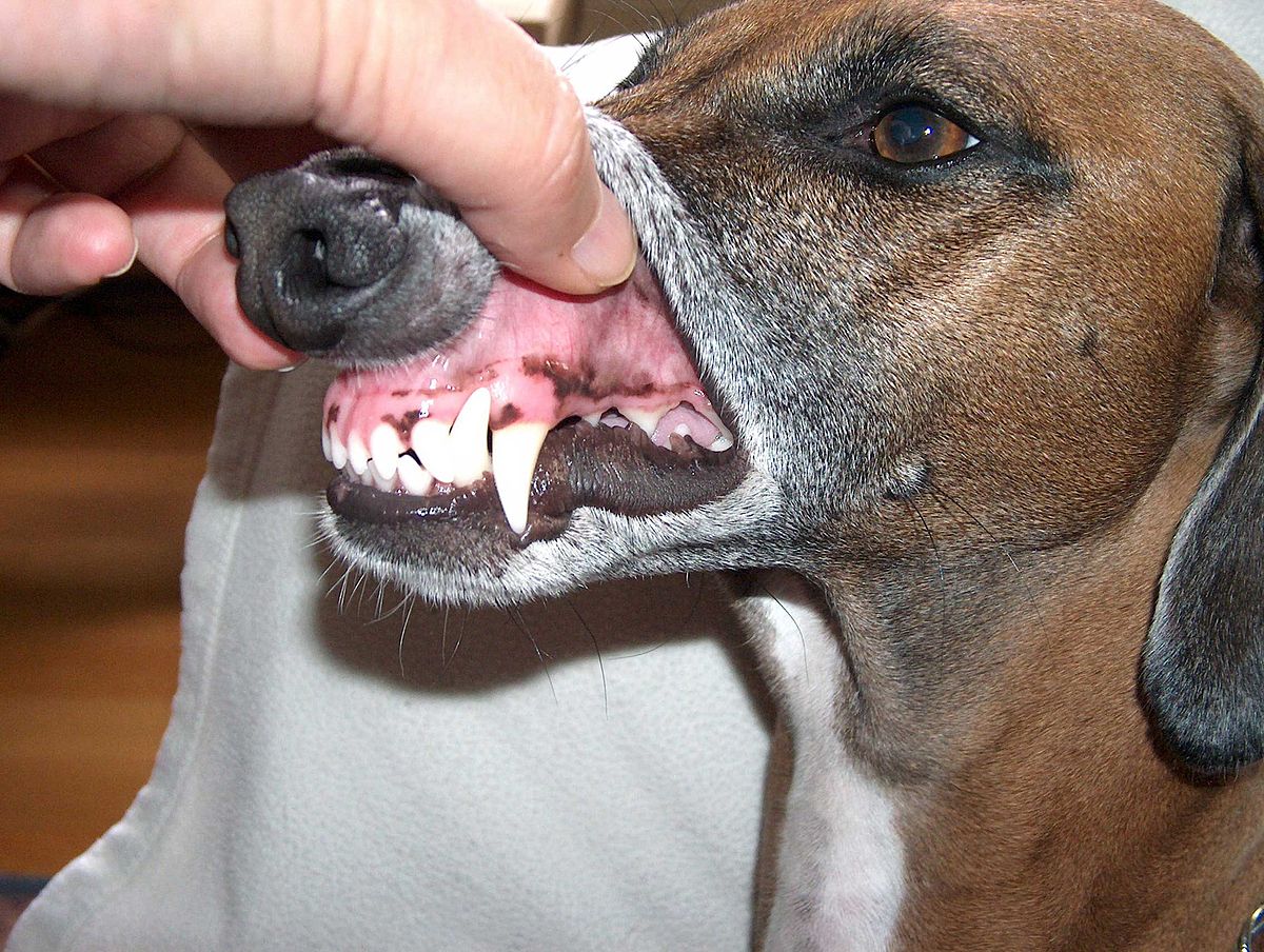A dog showing teeth