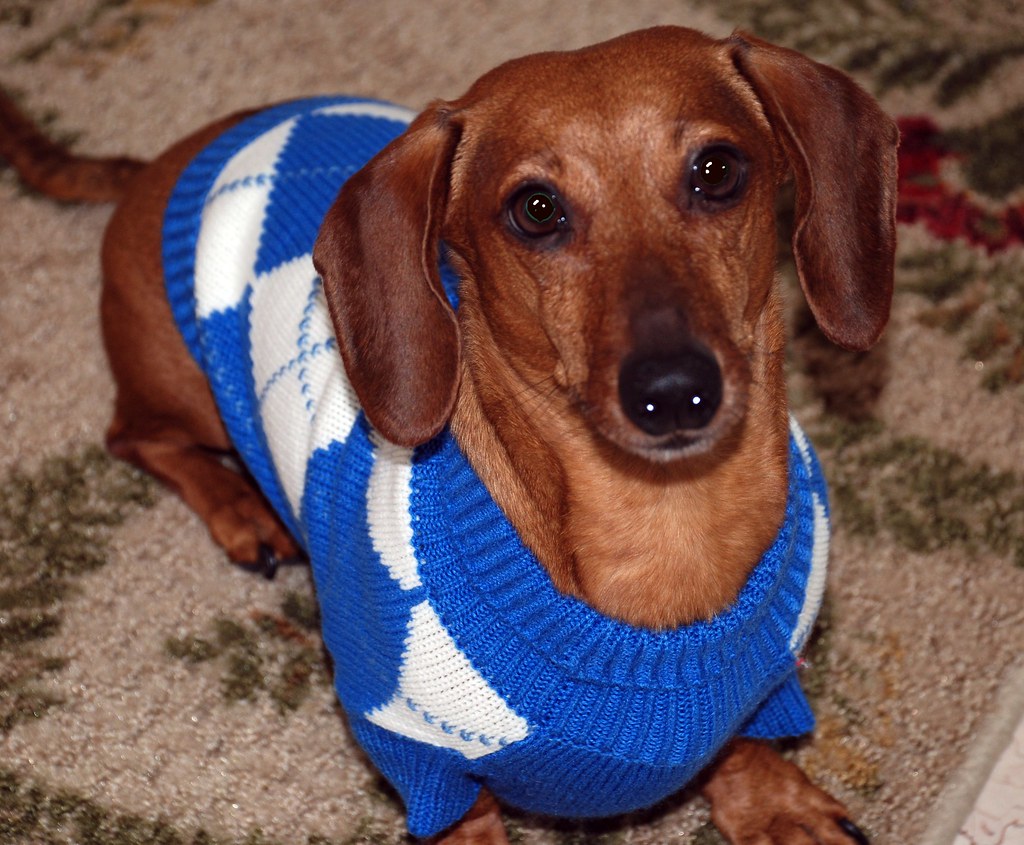 A dog wearing a cozy sweater