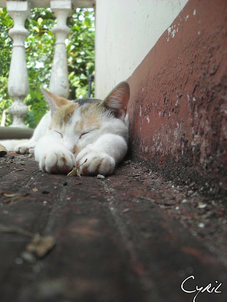 A peaceful sleeping cat
