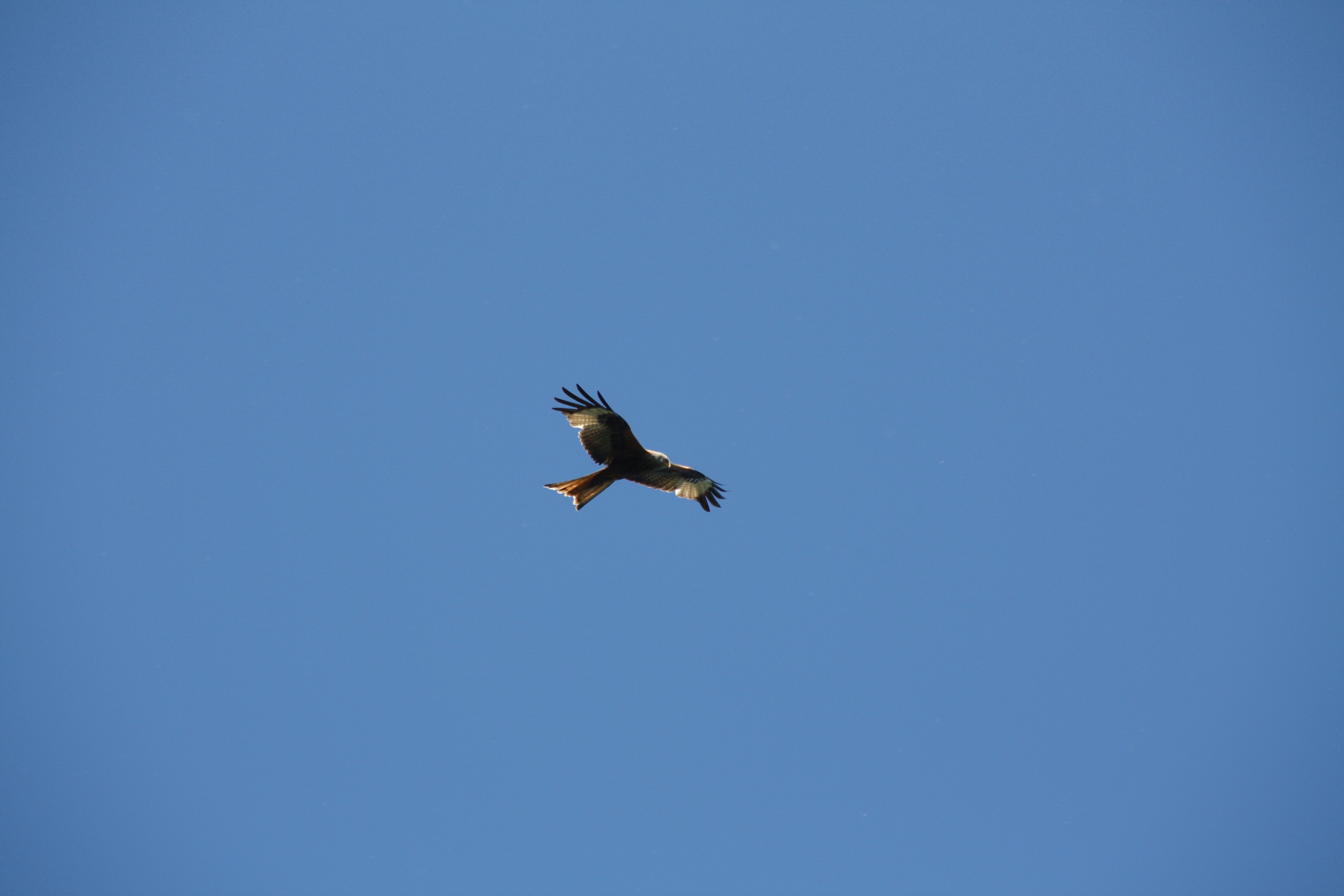 A soaring bird.
