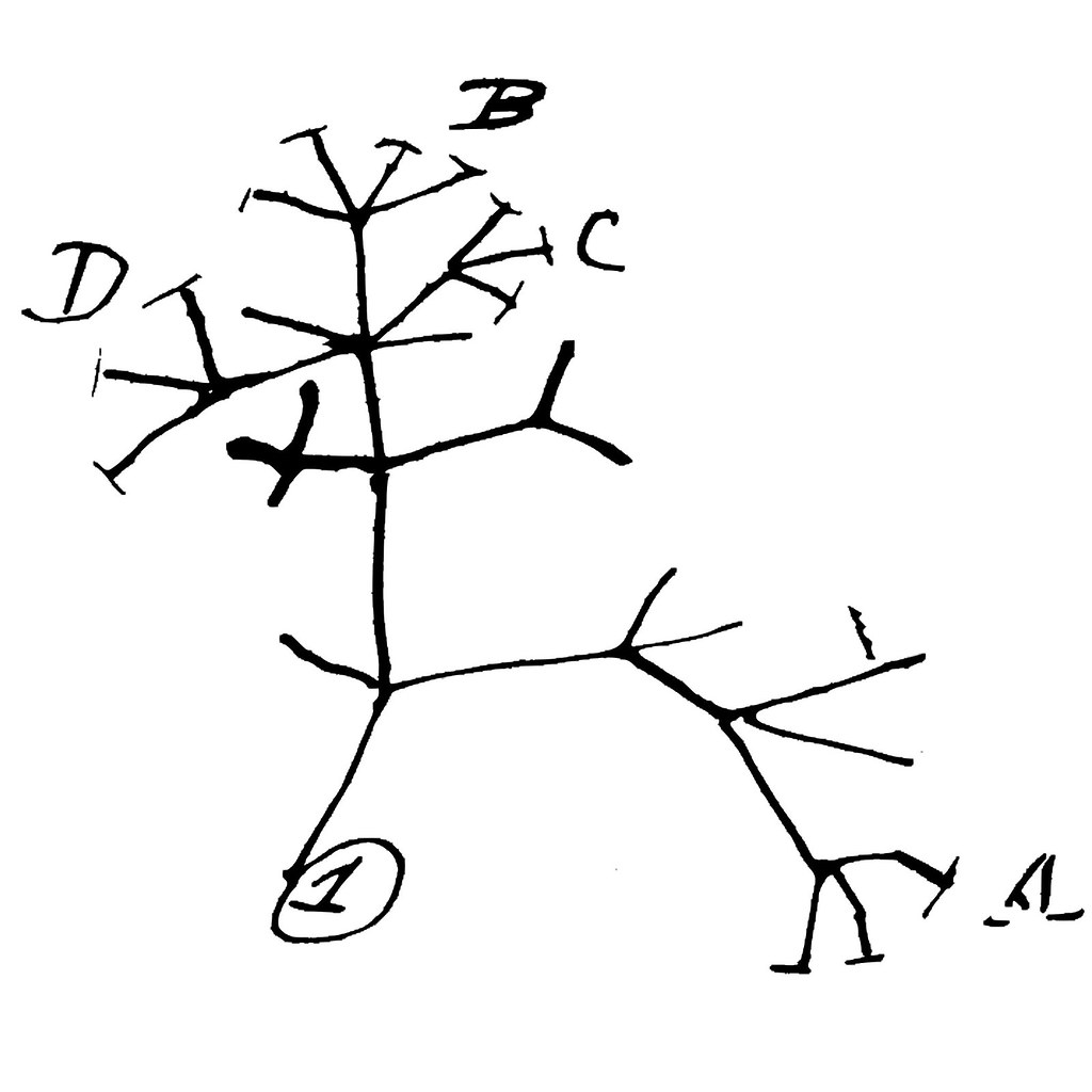 Charles Darwin's sketch of the tree of life