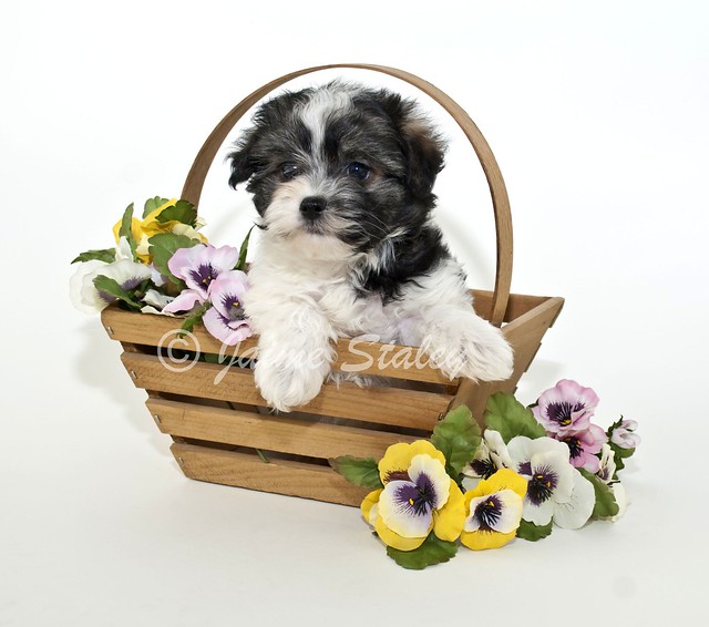 Cute puppy in a basket.