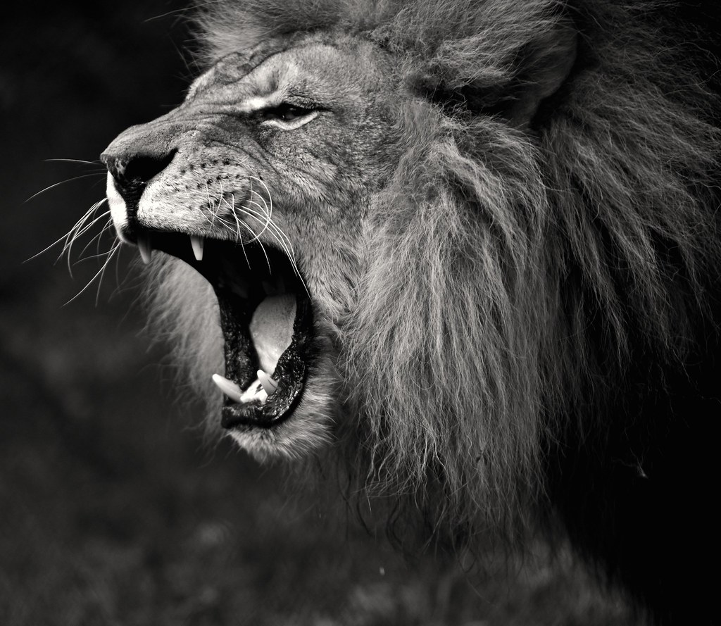 Fierce lion roaring