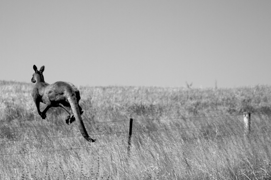 Kangaroo jumping over a fence