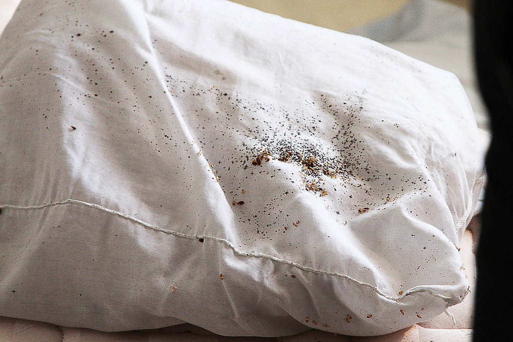 Pillows and bedbugs