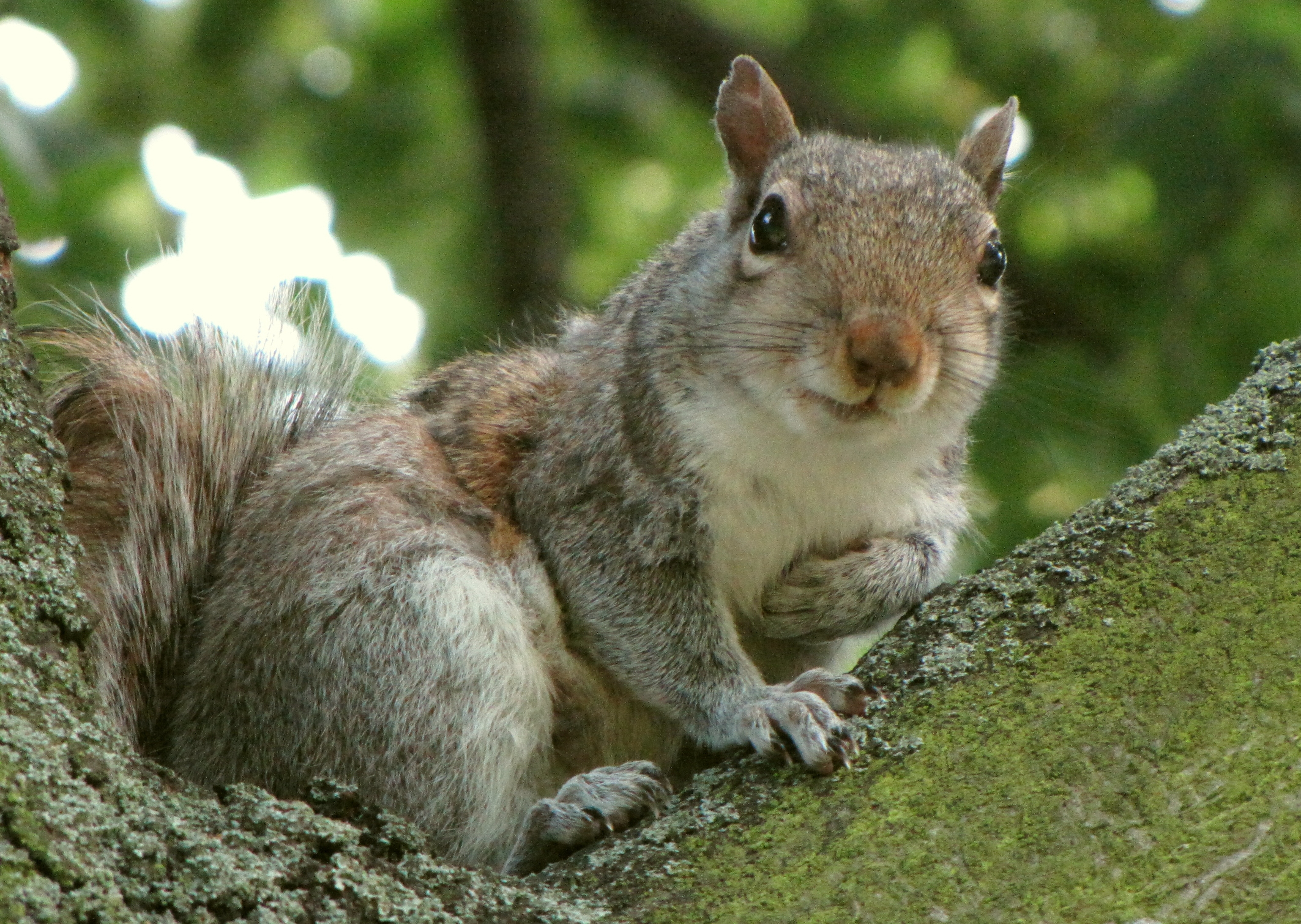 Squirrel with a stash of acorns
