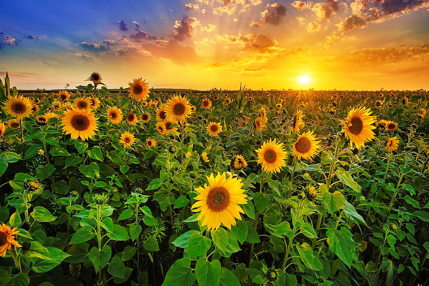 Sunrise over a field of sunflowers