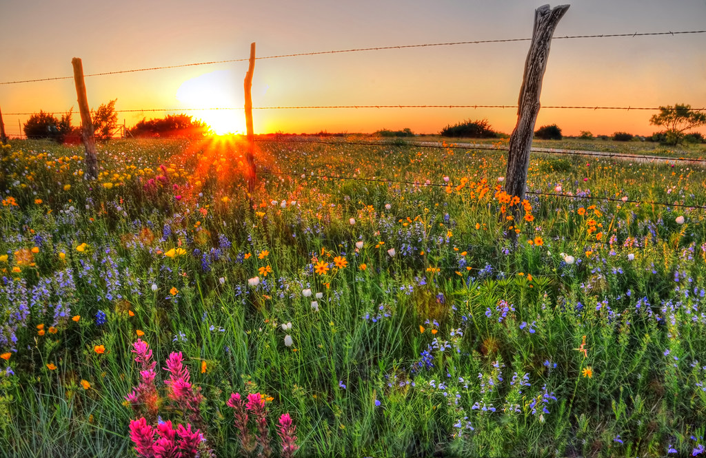 Sunset over a field of wildflowers
