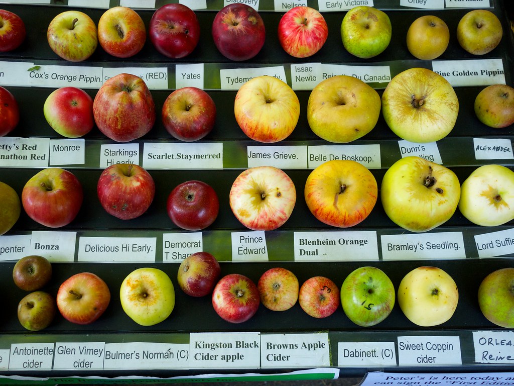 Varieties of apples with different colors and shapes