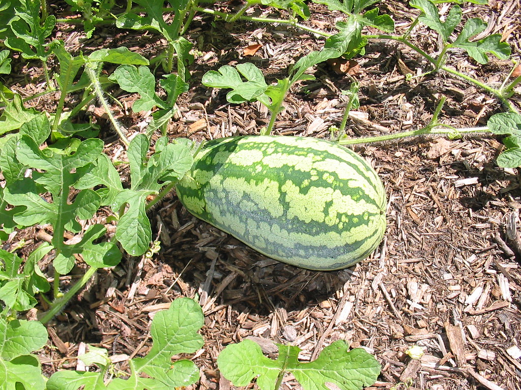 Watermelon plant growing essentials.